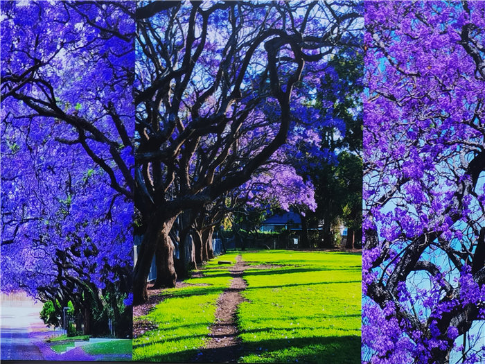 綿陽(yáng)中旅假日旅行社2025年澳洲暨秋季線(xiàn)路品鑒會(huì)