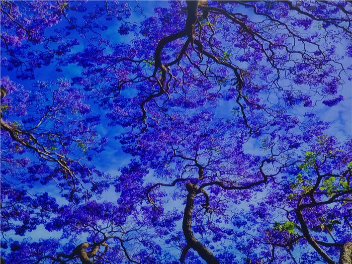 綿陽(yáng)中旅假日旅行社2025年澳洲暨秋季線(xiàn)路品鑒會(huì)