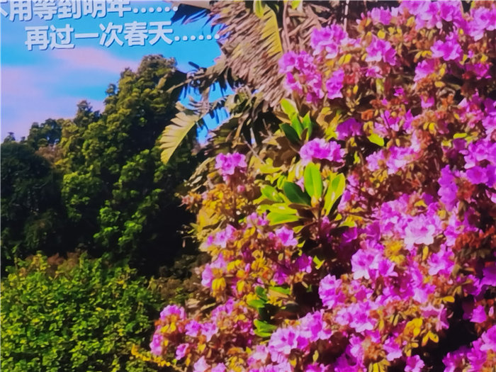 綿陽(yáng)中旅假日旅行社2025年澳洲暨秋季線(xiàn)路品鑒會(huì)